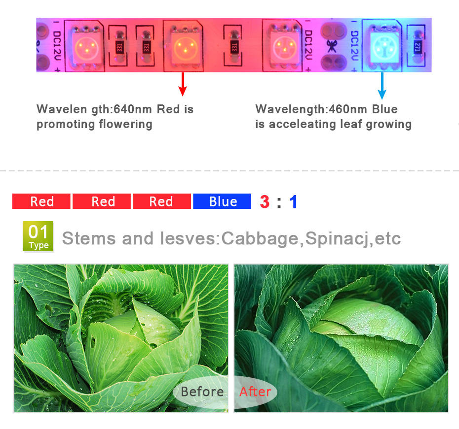 1M 2M 3M 4M 5M LED Grow Light  - огляд і ціна Aquarium Plant Echinodorus