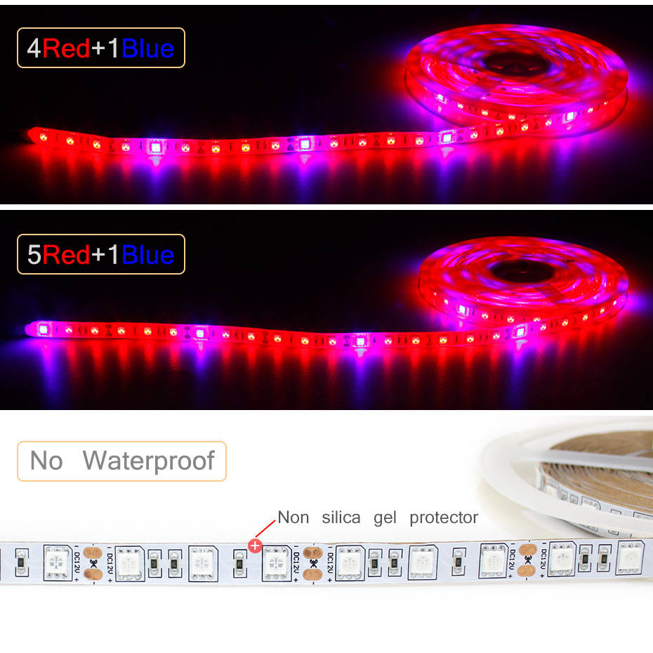 1M 2M 3M 4M 5M LED Grow Light  - огляд і ціна Aquarium Plant Echinodorus
