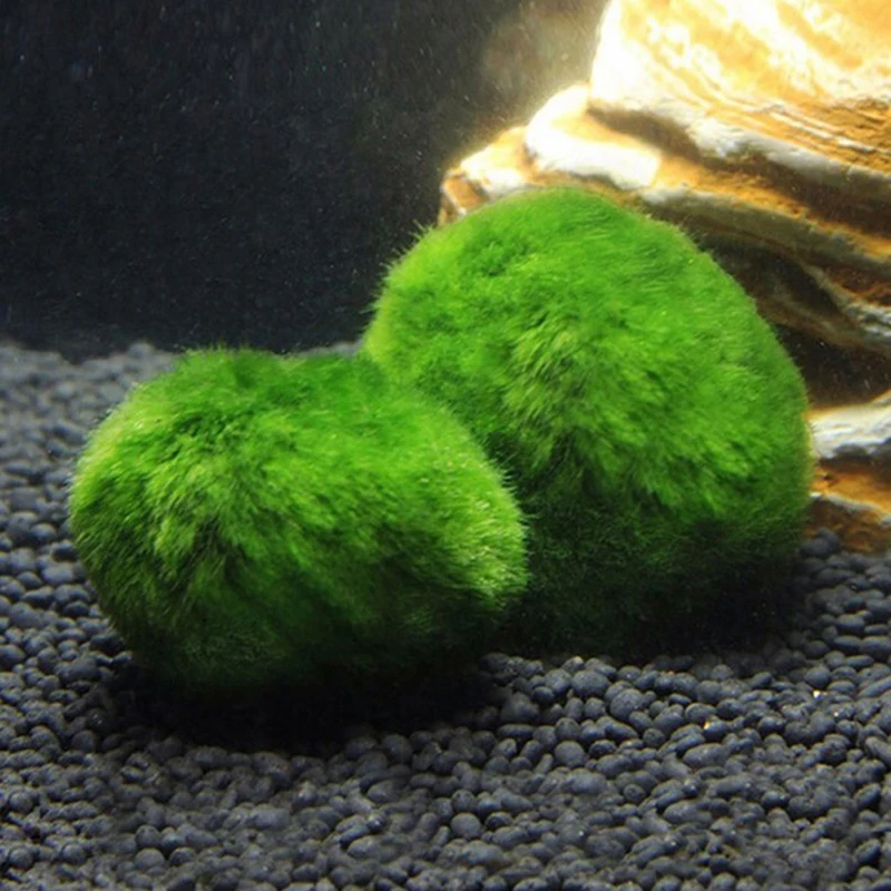 1Pcs 3-4cm Moss Balls Live Aqu - огляд і ціна Aquarium Plant Echinodorus