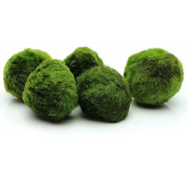 1Pcs 3-4cm Moss Balls Live Aqu - огляд і ціна Aquarium Plant Echinodorus