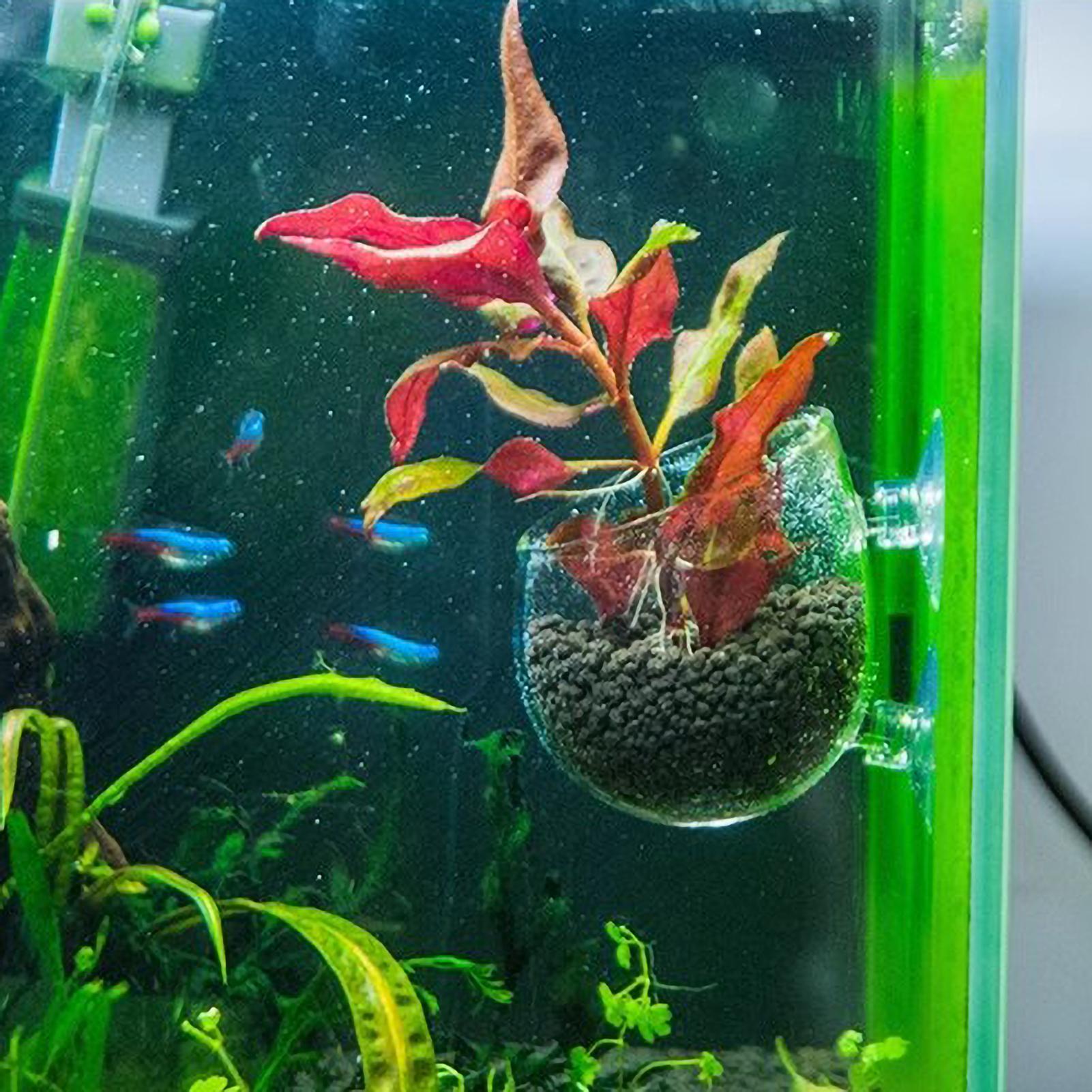 Aquarium Plant Holder Glass Aq - огляд і ціна Aquarium Plant Design