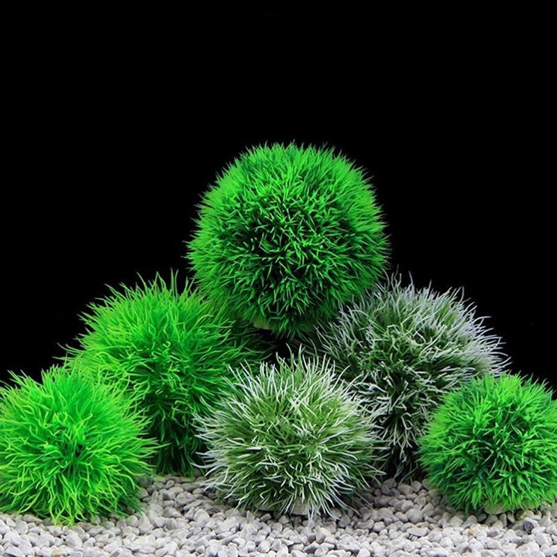 Marimo Moss Balls Live Aquariu - огляд і ціна Aquarium Plant Echinodorus