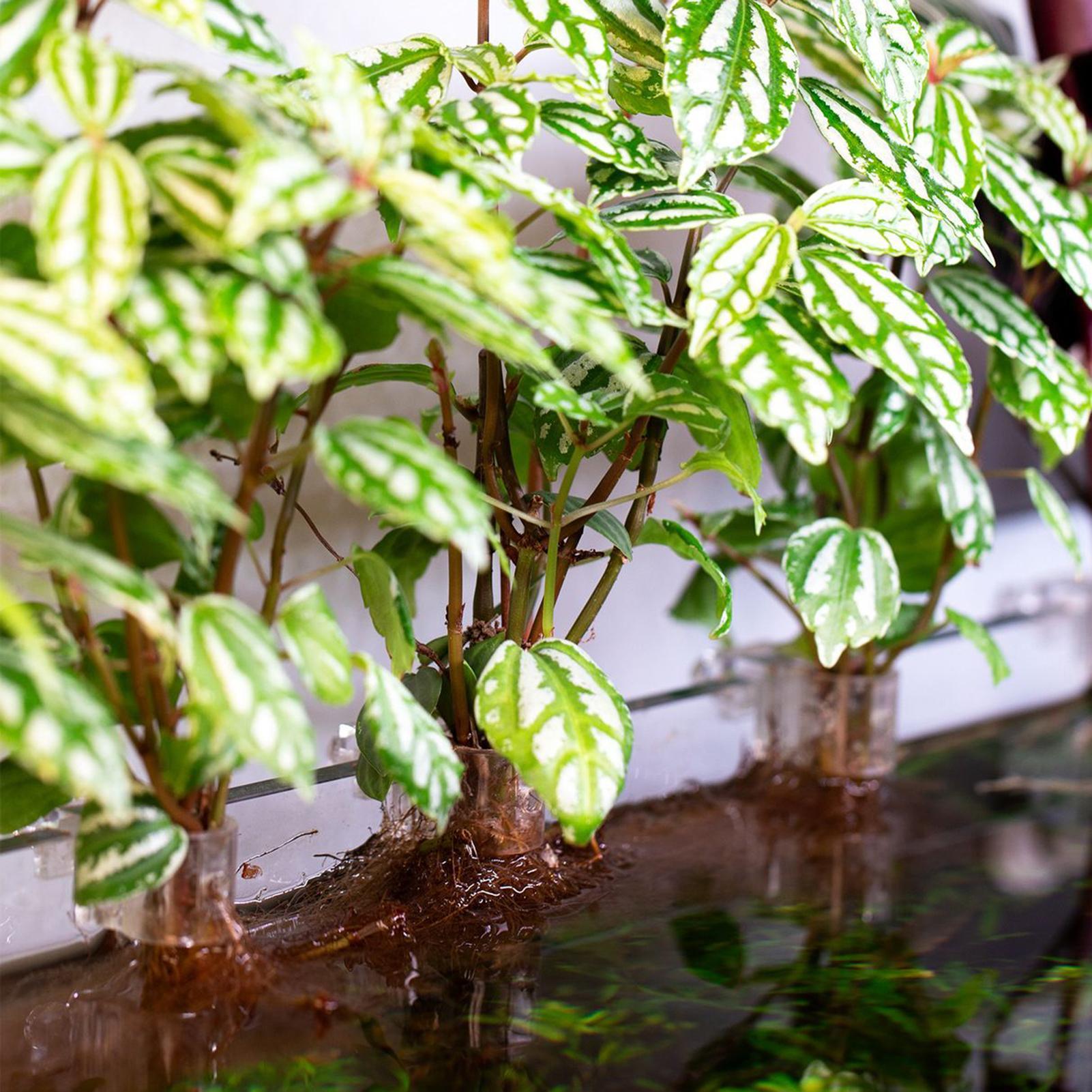Mini Fish Tank Planter Pot 6Pc - огляд і ціна Aquarium Plant Diseases