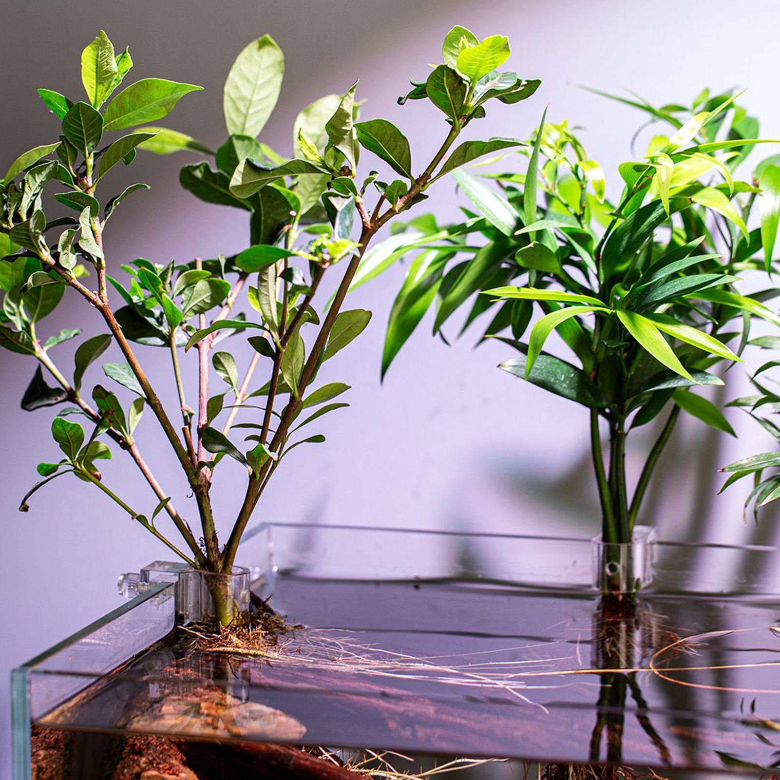 Mini Fish Tank Planter Pot 6Pc - огляд і ціна Aquarium Plant Diseases