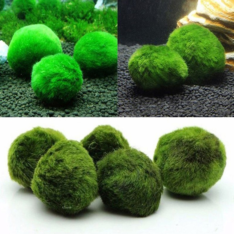 3-4cm Marimo Moss Balls Live A - огляд і ціна Aquarium Plant Echinodorus