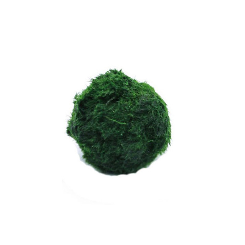 Marimo Moss Balls Live Aquariu - огляд і ціна Aquarium Plant Echinodorus