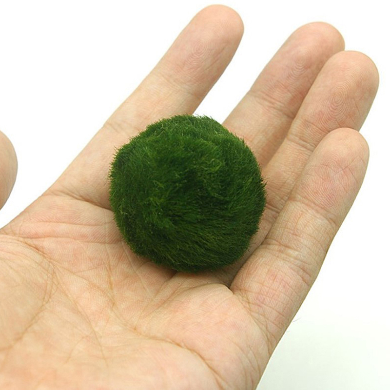 Marimo Moss Balls Live Aquariu - огляд і ціна Aquarium Plant Echinodorus