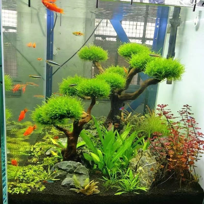 Fish tank greening wood frame  - огляд і ціна Aquarium Planted Wood