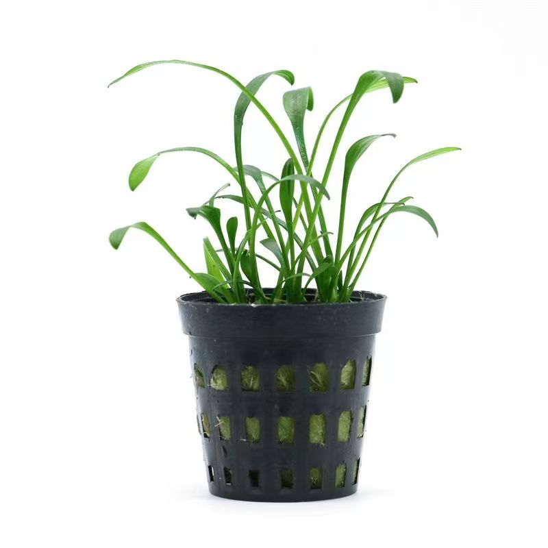 Hydroponic Mesh Pot Vegetable  - огляд і ціна Aquarium Plant Diseases